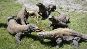 Wisatawan Asing Protes Tiket Masuk Pulau Komodo Rp3,75 Juta