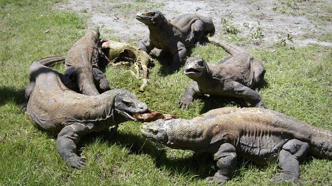 Komisi Nasional Indonesia untuk UNESCO (KNIU) mengingatkan pemerintah RI untuk memperhatikan Amdal proyek Jurassic Park, NTT.
