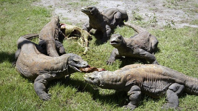 Komisi Nasional UNESCO Ingatkan Amdal 'Jurassic Park' NTT Komisi Nasional Indonesia untuk UNESCO (KNIU) mengingatkan pemerintah RI untuk memperhatikan Amdal proyek Jurassic Park, NTT.
