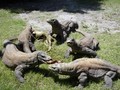 LIPI Ungkap Alasan Gigitan Komodo Mematikan