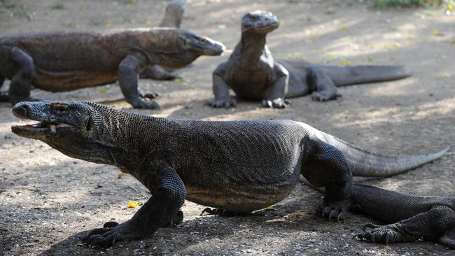 Perempuan yang sedang haid atau menstruasi ternyata akan menarik perhatian para komodo.