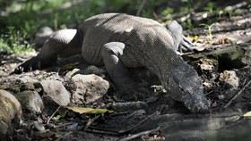 Pemprov NTT Bantah Tarif Masuk Pulau Komodo Naik demi Cari Untung