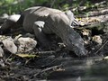 Studi Sebut Komodo Berasal dari Australia