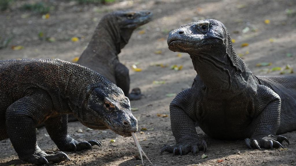 Indonesia Kirim 2 Komodo ke Jepang untuk Berkembang Biak