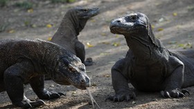 Kronologi Pemandu Wisata Digigit Komodo di Resort Loh Buaya