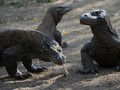 Meme Kocak dari Foto Viral Taman Komodo Jurassic Park