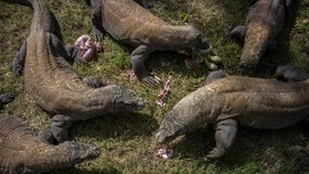 Komodo Khaleesi Tambah Koleksi Kebun Binatang London