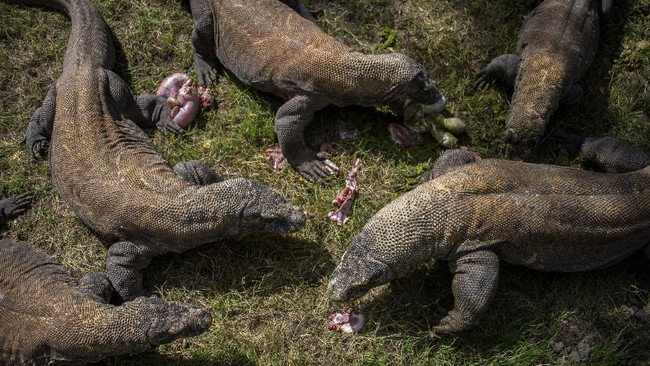 Kebun Binatang London mendatangkan komodo bernama Khaleesi. Nama Khaleesi diambil dari tokoh di serial Game Of Throne.