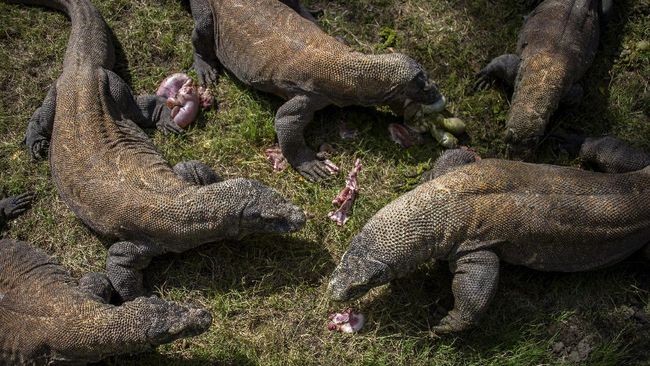 Peneliti memprediksi perubahan iklim bisa membuat Komodo terancam punah pada 2050.