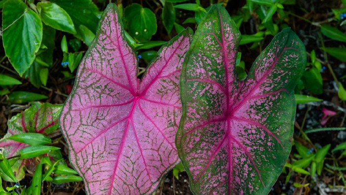 Beautiful caladium leaves in a garden, Charleston, South Carolina