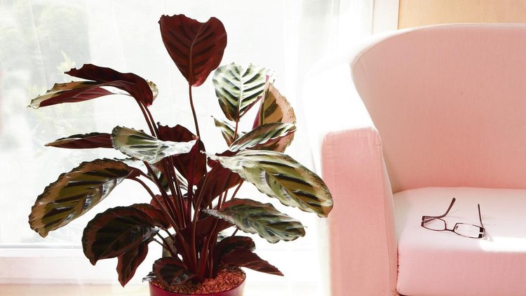 Beautiful caladium leaves in a garden, Charleston, South Carolina