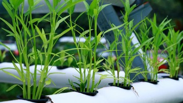 4 Tips Berkebun Hidroponik untuk Pemula