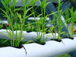 Cara Menanam Kangkung Hidroponik dari Alat dan Bahan hingga Tahapannya