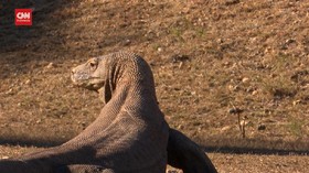VIDEO: Proyek 'Jurassic Park' di Pulau Rinca NTT