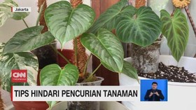 VIDEO: Tips Agar Tanaman Tidak Dicuri