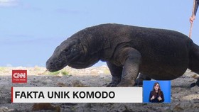 VIDEO: Fakta Unik Komodo