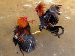 Tertusuk Taji Ayam Sabung, Pria Lansia 73 Tahun di Luwu Timur Tewas