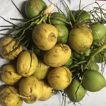 Air Kelapa Muda Ternyata Ampuh Tekan Tingkat Parah COVID-19