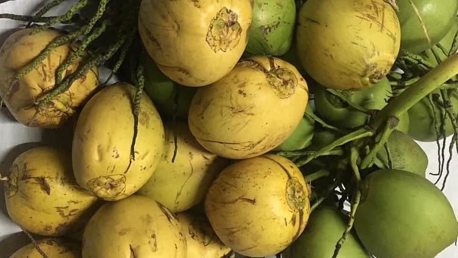 Kelapa Muda
