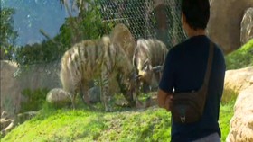 VIDEO: Tempat Wisata Bali Siap Sambut Pengunjung
