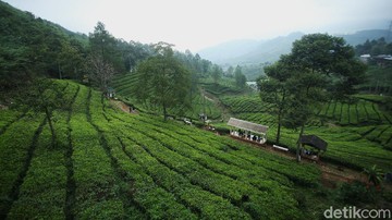Tempat Wisata Keluarga di Puncak Bogor