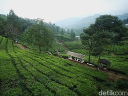 Suasana Puncak Bogor Jelang Libur Panjang