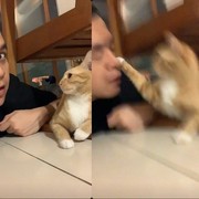 Kocak, Ini Deretan Tingkah Lucu Kucing Oren yang Bar-bar dan Bikin Ngakak