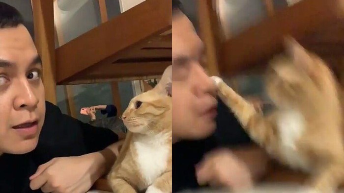 Kocak, Ini Deretan Tingkah Lucu Kucing Oren yang Bar-bar dan Bikin Ngakak