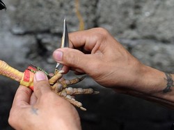 Polisi Filipina Terbunuh oleh Ayam Aduan, Nasib Buruk yang Tak Dapat Dijelaskan