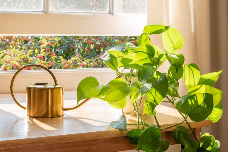 Tanaman hias Indoor Golden pothos houseplant next to a watering can in a beautifully designed home interior.