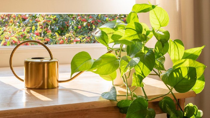 Indoor Golden pothos houseplant next to a watering can in a beautifully designed home interior.