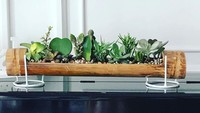 Cara Menata Tanaman Hias Kaktus Dalam Rumah ala Umi Pipik