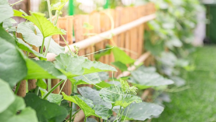 Vegetables on a beautiful bamboo fence with morning sun background