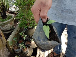 Cerita Janda Bolong, Pelipur Lara Pedagang Bunga Saat Pandemi Corona