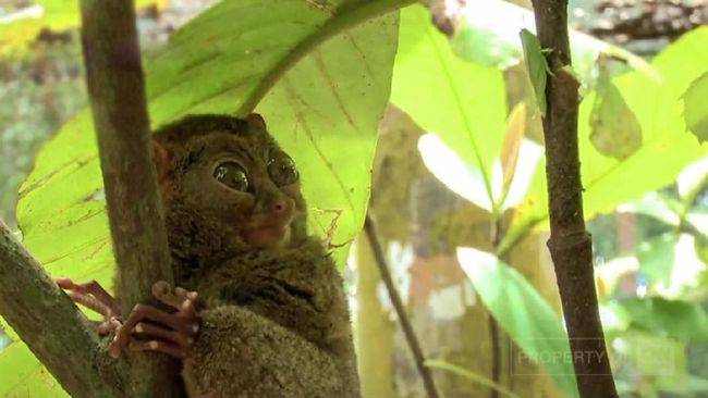 Tarsius, mamalia mungil langka yang suka bersantai di bawah dedaunan sambil mengunyah serangga ini bisa ditemui di Pulau Belitung.