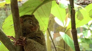 Menjumpai Tarsius Sang Monyet Hantu di Belitung