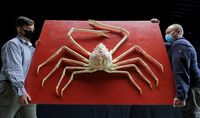 Kepiting Laba-laba Jepang Langka Ini Harganya Ditaksir Rp 227 Juta