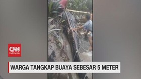 VIDEO: Viral Warga Tangkap Buaya Sebesar 5 Meter