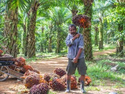 Kao, Apical, & Asian Agri Luncurkan SMILE untuk Bantu Petani Sawit