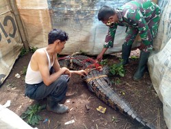 Meresahkan, Buaya di Bogor Ditangkap Warga