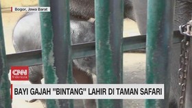 VIDEO: Bayi Gajah ''Bintang'' Lahir Di Taman Safari