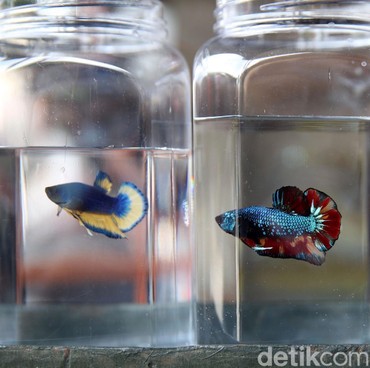 Unik, Pengantin di Bekasi Pakai Ikan Cupang untuk Maskawin Pernikahannya