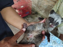 Warga Lumajang Raup Untung Lewat Budidaya Musang