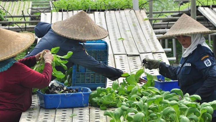 Kebun hidroponik