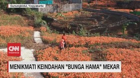 VIDEO: Menikmati Keindahan 'Bunga Hama' Mekar
