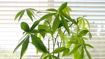4 Tanaman Hias yang Diyakini Bisa Bikin Kaya Menurut Feng Shui
