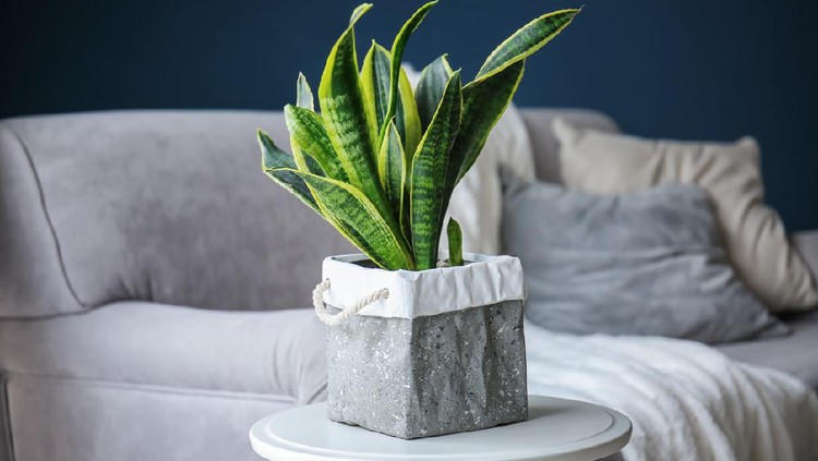 Tanaman Hias Sansevieria Tanaman Hias Sansevieria
