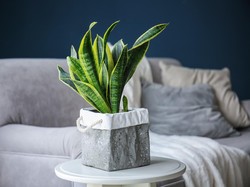 11 Jenis Tanaman Hias Sansevieria, Si Lidah Mertua yang Bisa Serap Racun