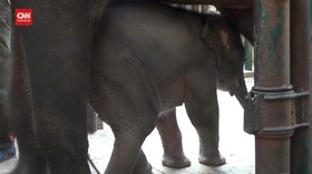VIDEO: Mengintip Si Bintang, Bayi Gajah Pendatang Baru di TSI
