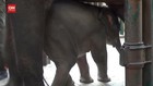 VIDEO: Mengintip Si Bintang, Bayi Gajah Pendatang Baru di TSI